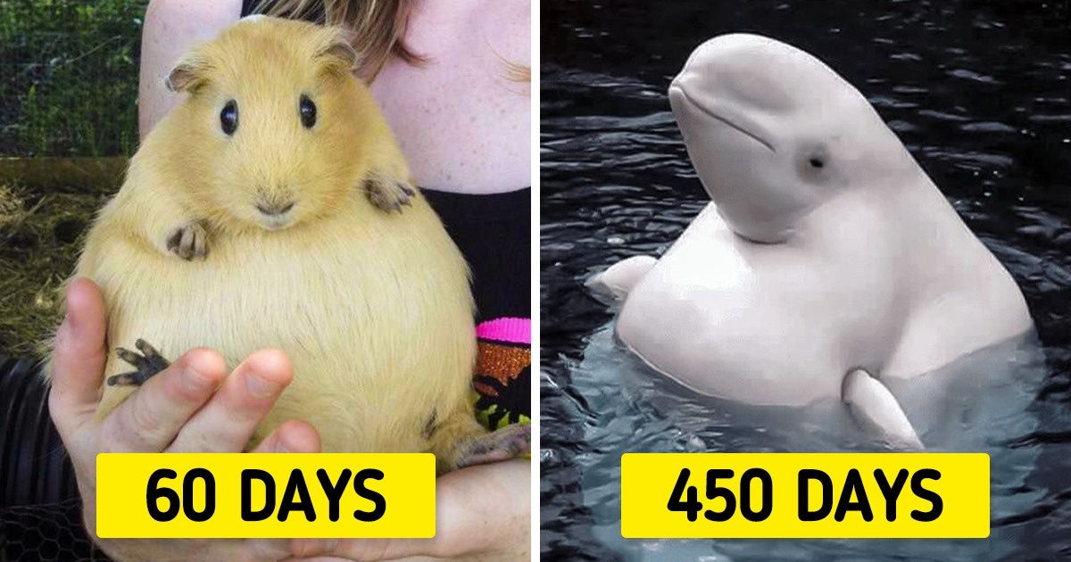 How Long Pregnancy Lasts for These 16 Animals How Long Pregnancy Lasts for These 16 Animals