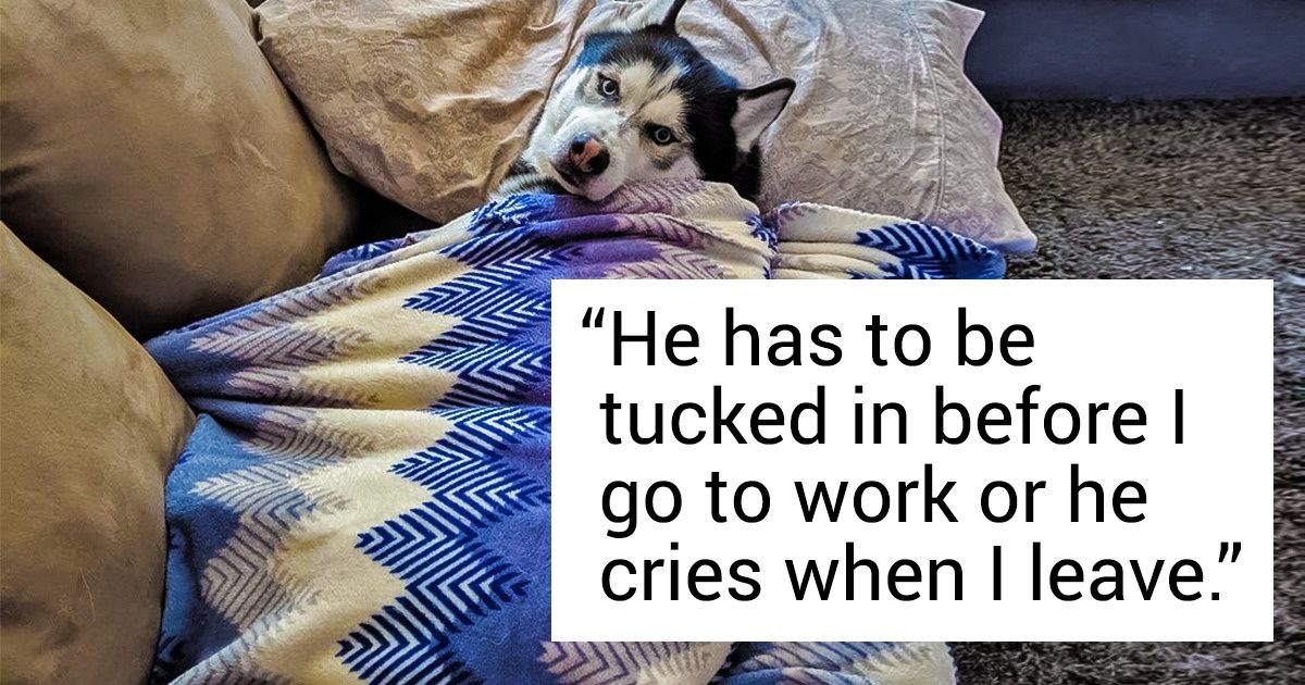 People Are Sharing Hysterical Quirks of Their Cats and Dogs. Are Your Pets That Wacky Too? People Are Sharing Hysterical Quirks of Their Cats and Dogs. Are Your Pets That Wacky Too?