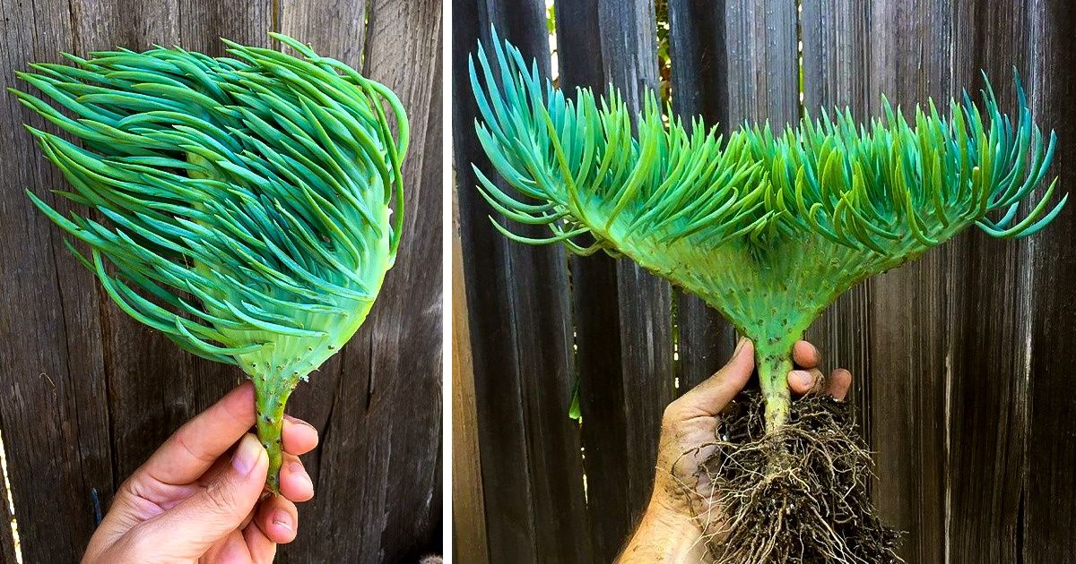 Rare Succulents Resemble Mermaid Tails, and It’s So Mesmerizing You’ll Want to Buy One