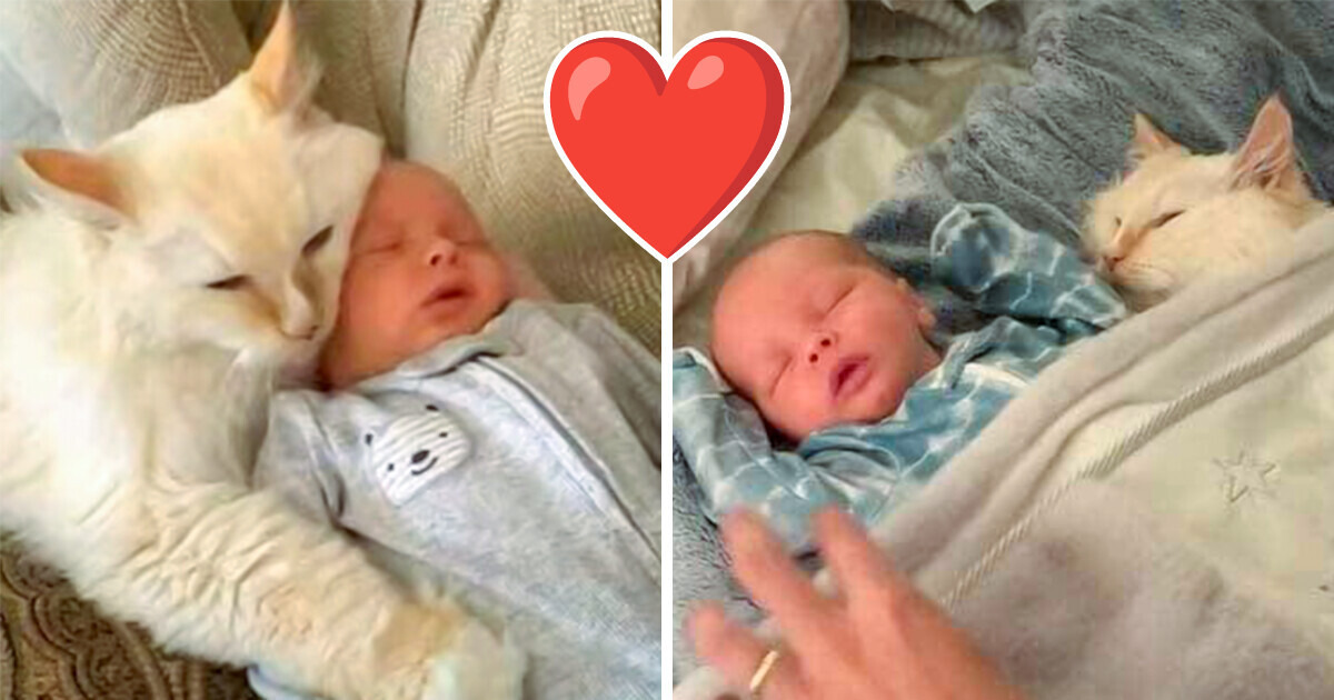 A Cat and a Newborn Went Viral for Being Best Friends but People Are Worried, «Please Be Careful»