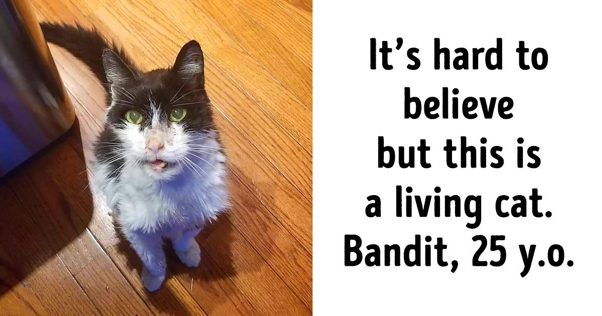 23 Warm Photos That Can Make You Want to Hug All the Cats in the World