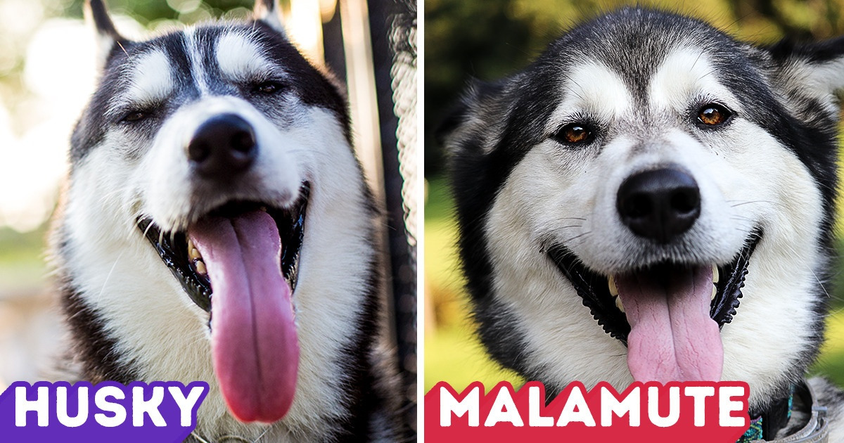 10+ Common Words We Tend to Confuse All the Time (and How to Tell Them Apart)