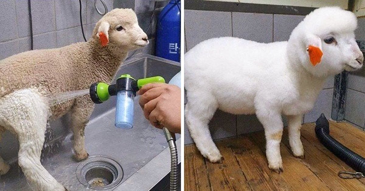 20+ Before and After Pics of Pets That Are Like Day and Night 20+ Before and After Pics of Pets That Are Like Day and Night
