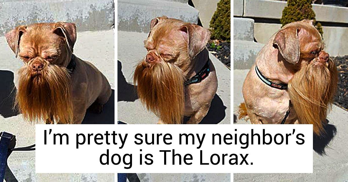 19 Times Nature Gave a Personal Touch to Our Pets’ Looks, and It’s Pure Magic