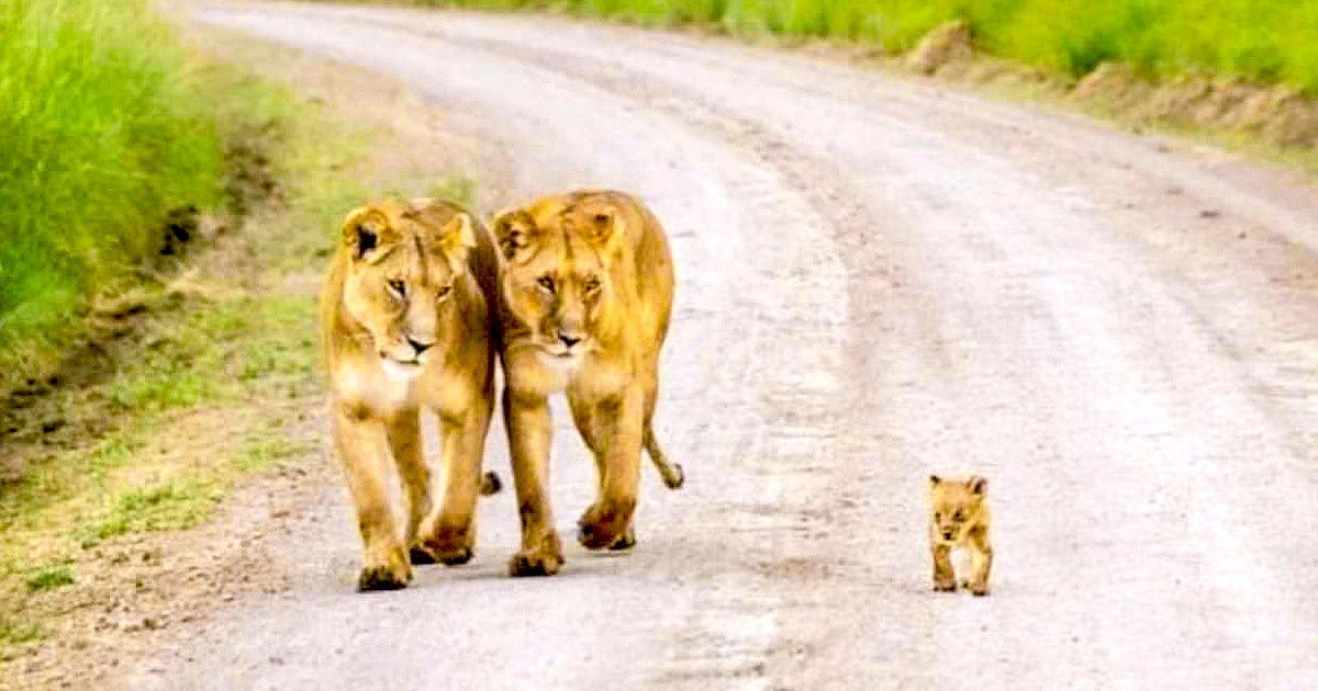 People Share Photos That Will Kill Even the Toughest Ones With Their Cuteness