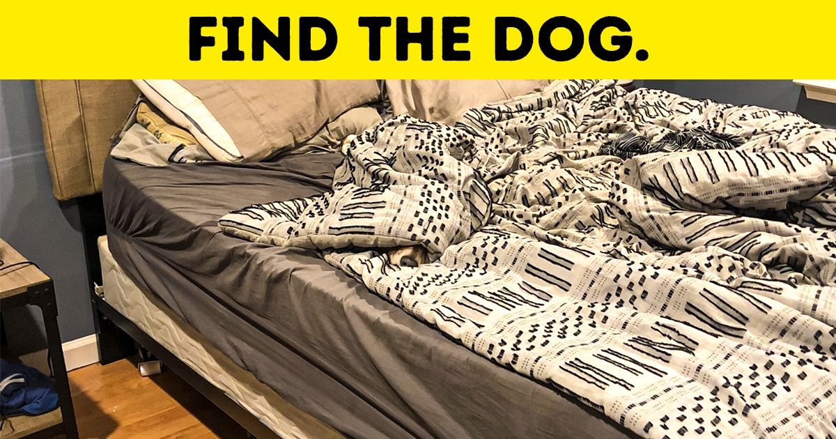 Test: Can You Find All the Hidden Animals and Things Camouflaged in These 16 Tricky Pictures? Test: Can You Find All the Hidden Animals and Things Camouflaged in These 16 Tricky Pictures?