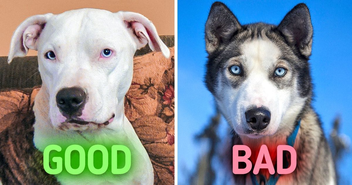 10 Dog Breeds That Are Perfect for Families With Kids 10 Dog Breeds That Are Perfect for Families With Kids