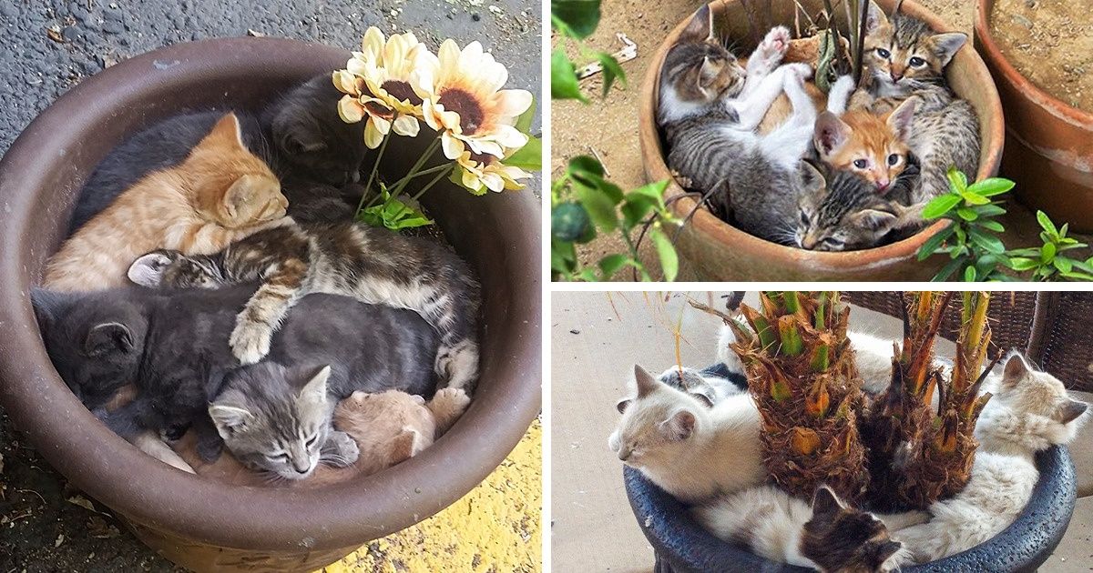 15+ Kitties That Can Turn Your Heart Into Fluff 15+ Kitties That Can Turn Your Heart Into Fluff