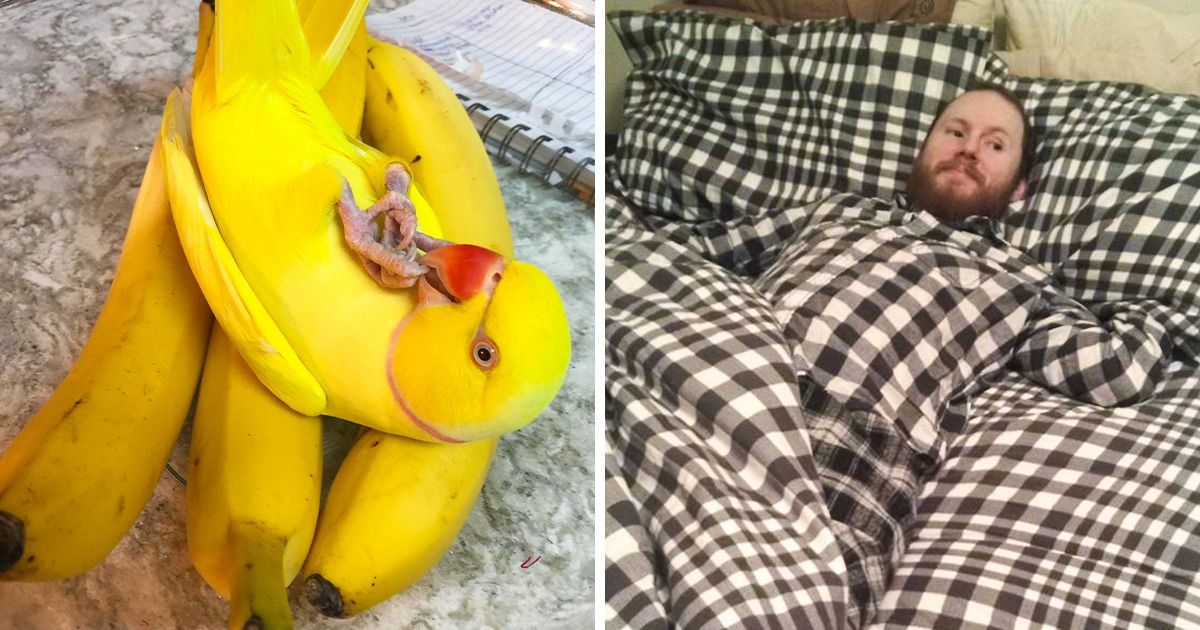 23 Times Things Merged With the Background So Flawlessly, We Had to Rub Our Eyes