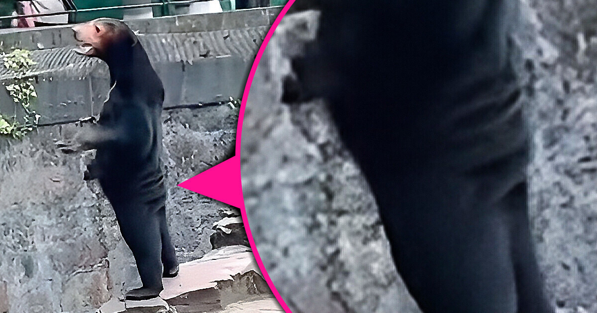 Video: A Bear Acting “Just Like a Human” Leaves Everyone Utterly Confused