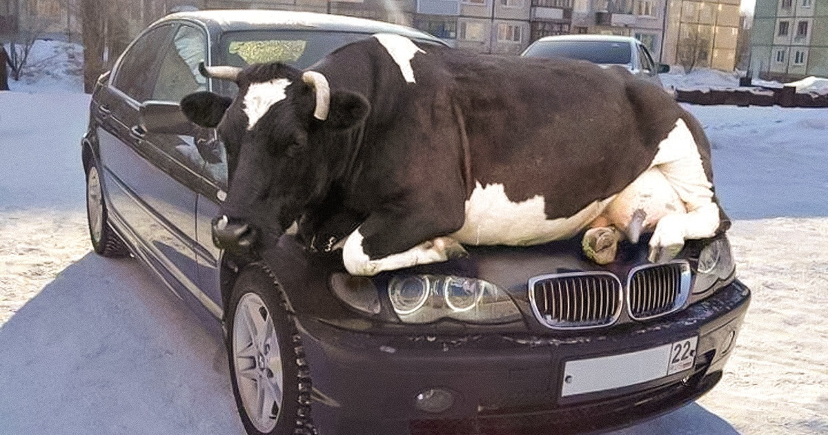 13 Hacks to Stop Animals From Ruining Your Car / Bright Side