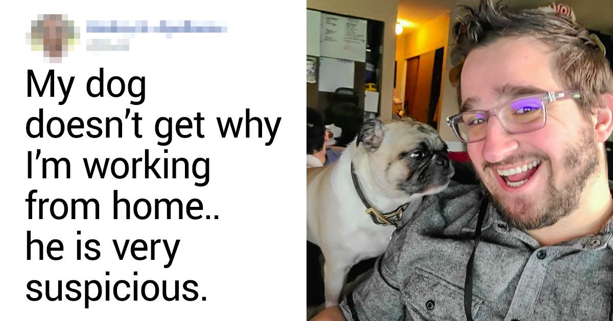 20+ Pets Who Proved to Be Remote Workers’ Best Friends
