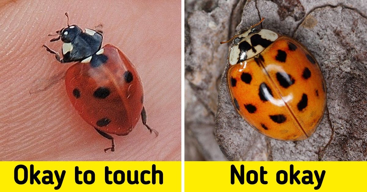13 Creatures We’re Not Usually Afraid of Even Though We Should Be 13 Creatures We’re Not Usually Afraid of Even Though We Should Be