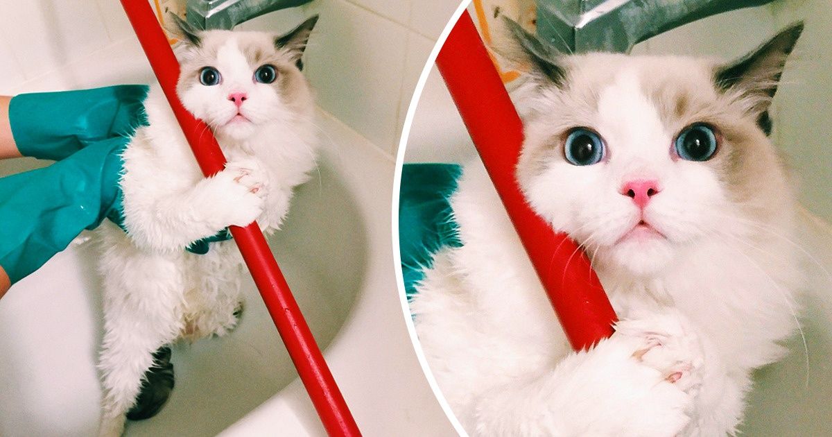 20 Pets Whose Middle Name Is “Drama” 20 Pets Whose Middle Name Is “Drama”