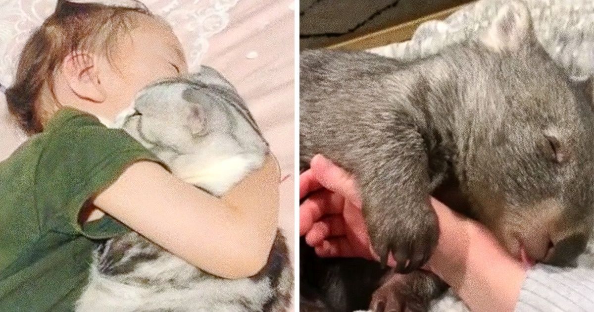 20 Animals Who Can’t Get Enough of Our Hugs