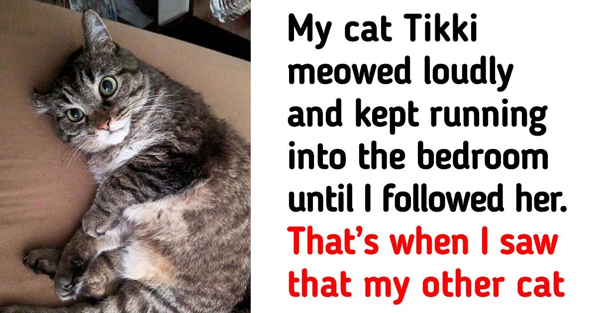 18 Responsible Pets That Have the Biggest Hearts in the World 18 Responsible Pets That Have the Biggest Hearts in the World