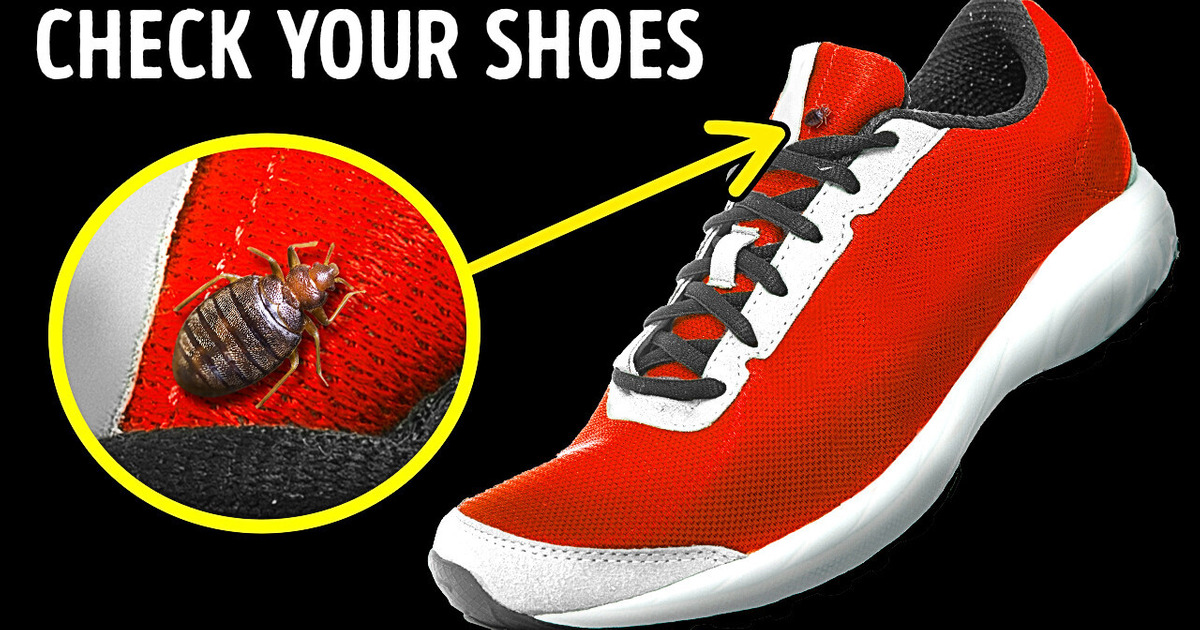Bed Bugs Have a Thing for Shoes + 13 Facts About Scents Bed Bugs Have a Thing for Shoes + 13 Facts About Scents