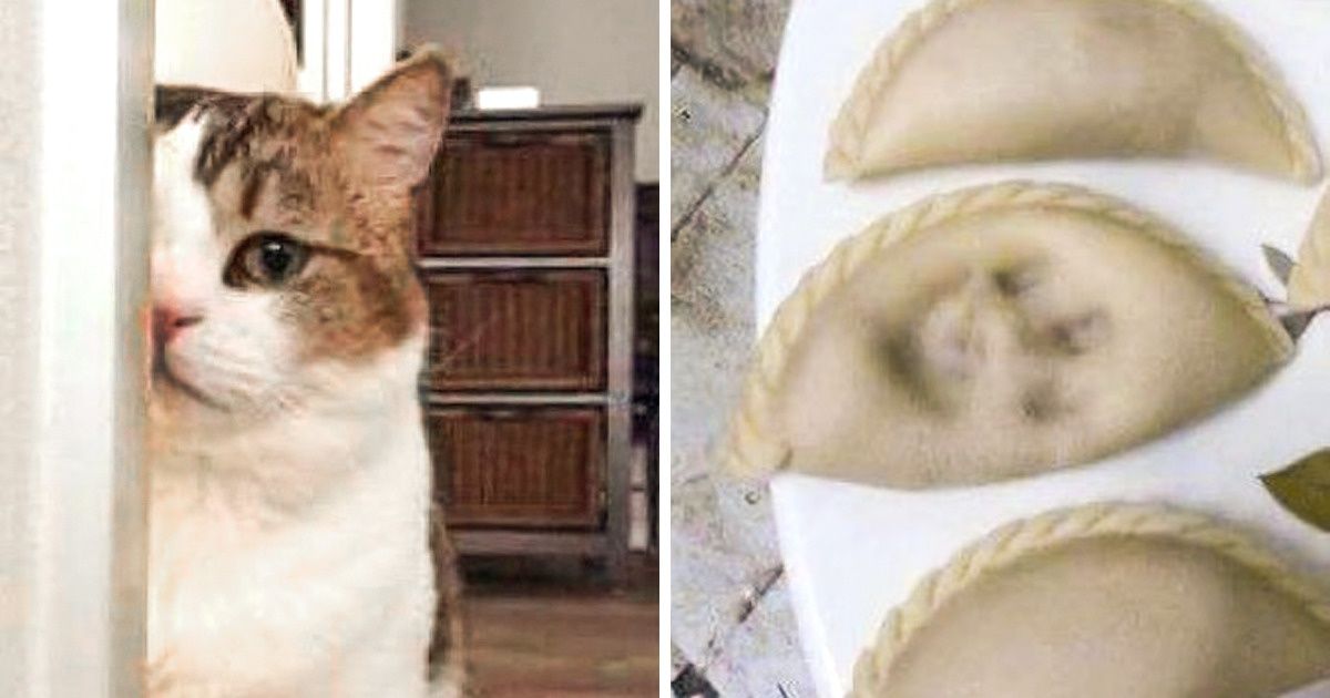 20 Cats That Couldn’t Care Less, and It’s Hilarious