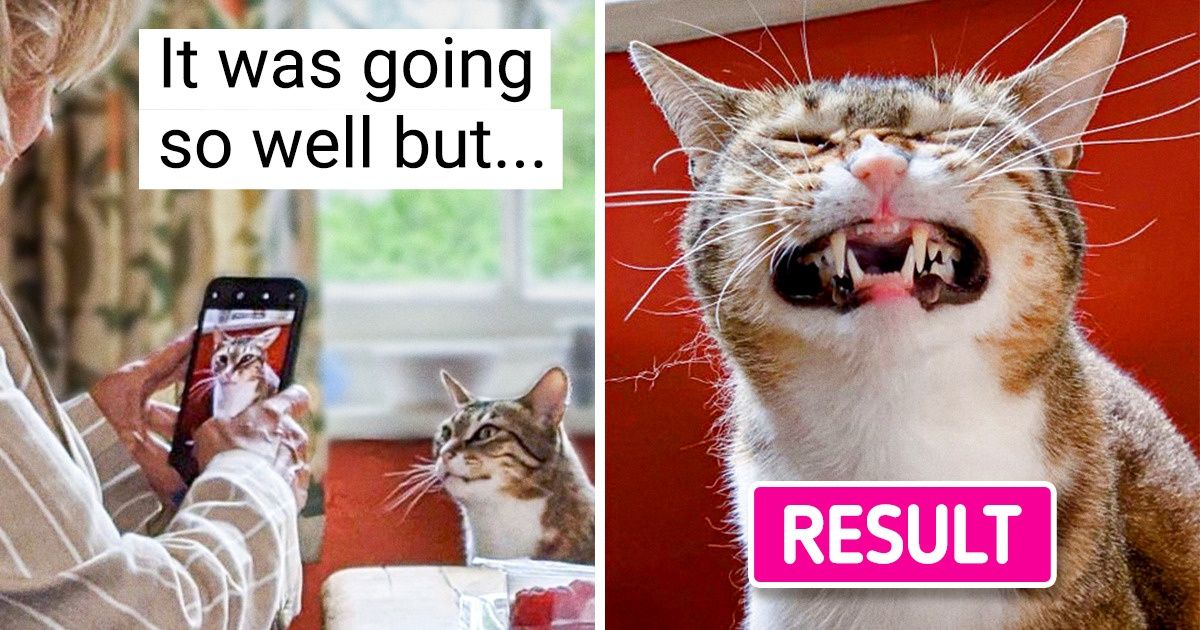 15 Pics That Prove Pets Aren’t All Sugar and Spice, but a Squeeze of Lemon Too