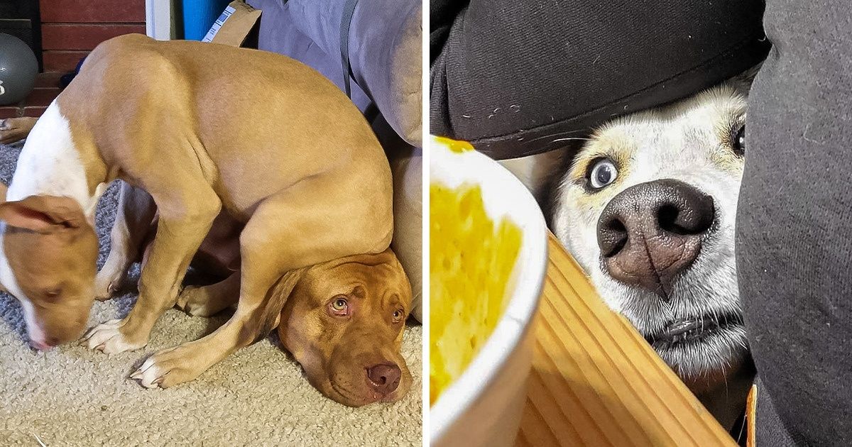 23 Pets Who Totally Forgot What Good Manners Look Like 23 Pets Who Totally Forgot What Good Manners Look Like
