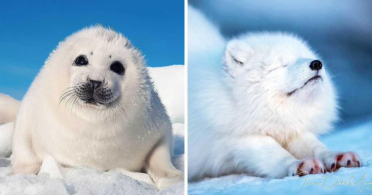 25+ Polar Baby Animals That Can Warm Your Heart Even in Extreme Cold 25+ Polar Baby Animals That Can Warm Your Heart Even in Extreme Cold