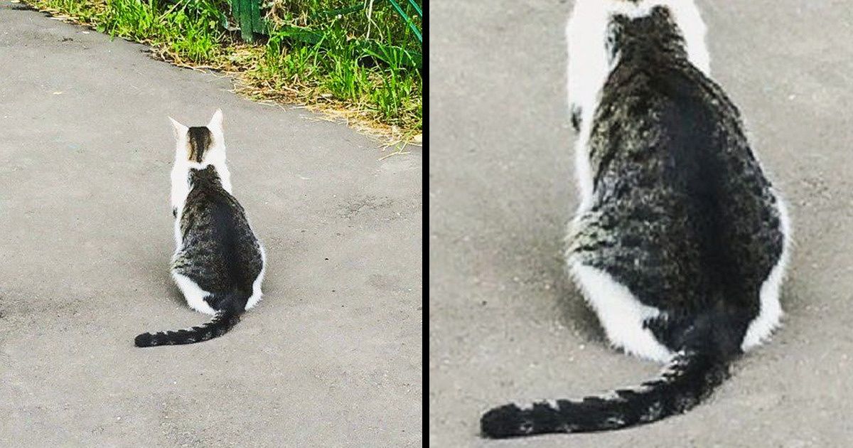 30 Cats With the Craziest Fur Markings You’d Almost Think Were Photoshopped
