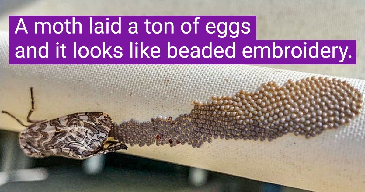 20+ Photos That Prove Nature Is Full of Surprises That Can Strike You With Awe