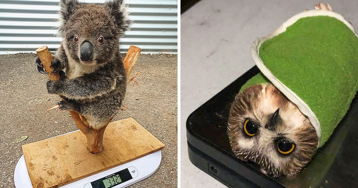 Animal Care Workers Share 15+ Photos of How They Weigh Our Little Pals