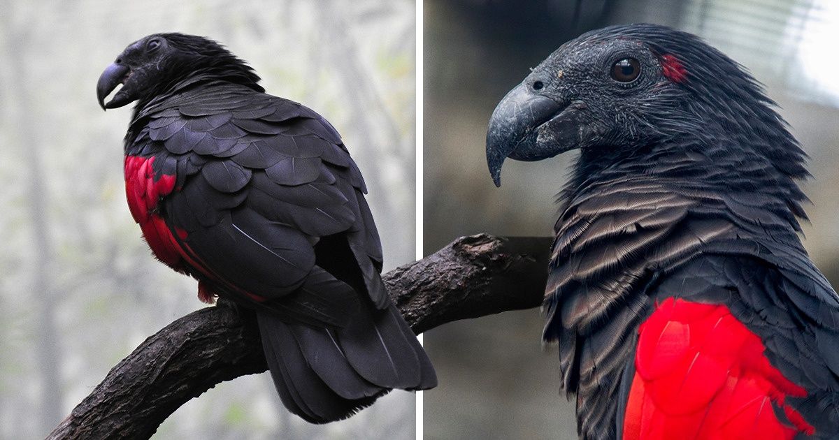 The Dracula Parrot Is a Real Goth Among Birds, and It’s Frightfully ...