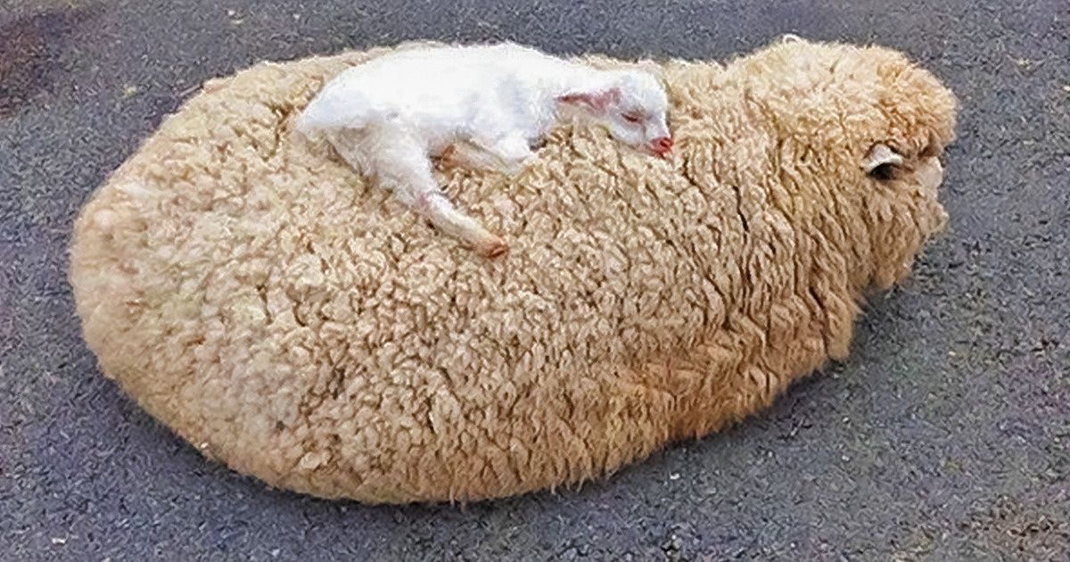 18 Touching Photos Showing a Mother’s Warmth in Its True Form 18 Touching Photos Showing a Mother’s Warmth in Its True Form