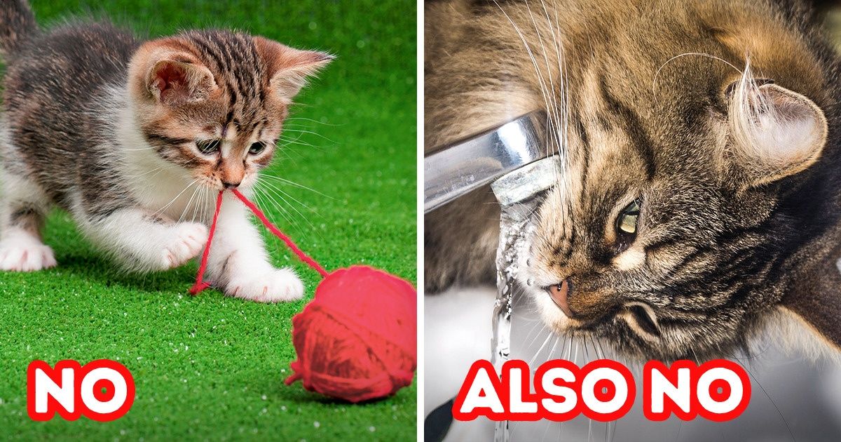 8 Habits That Can Put Your Cat at Risk 8 Habits That Can Put Your Cat at Risk
