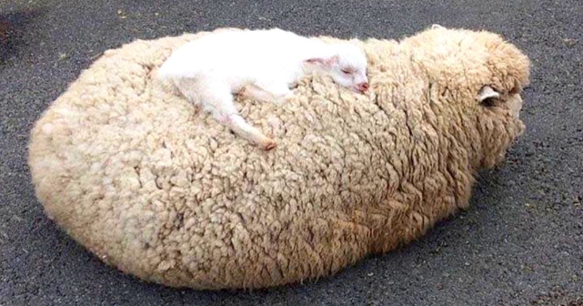 20+ Animal Babies Who Love To Smother Their Moms With Attention 20+ Animal Babies Who Love To Smother Their Moms With Attention