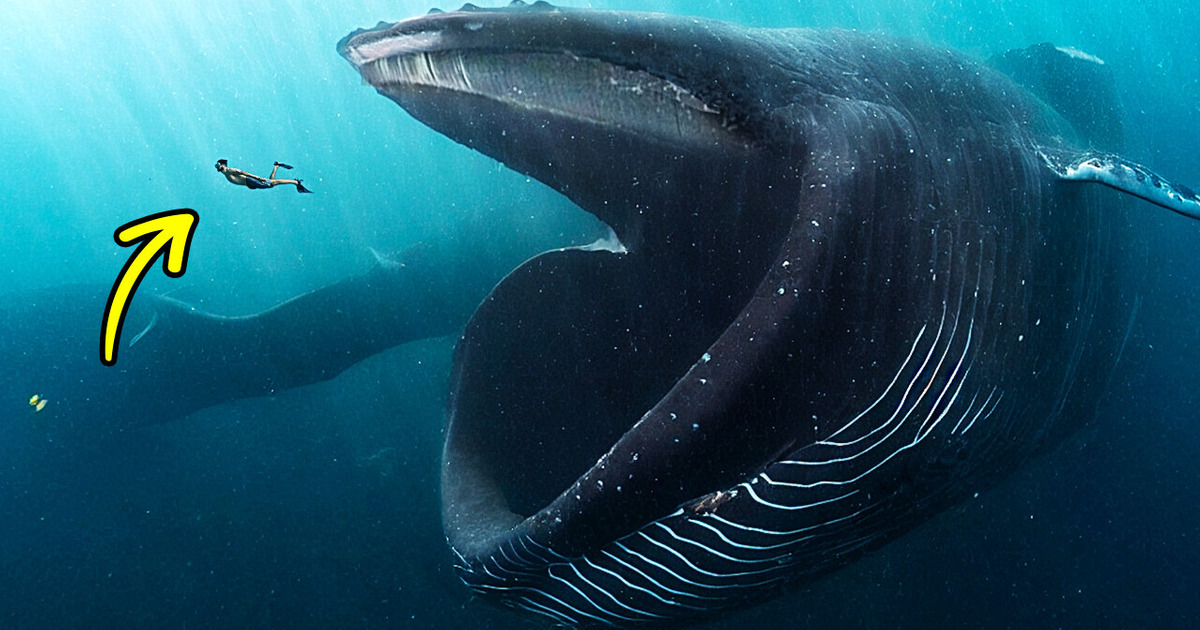 If a Whale Swallowed You, What Would Happen? If a Whale Swallowed You, What Would Happen?