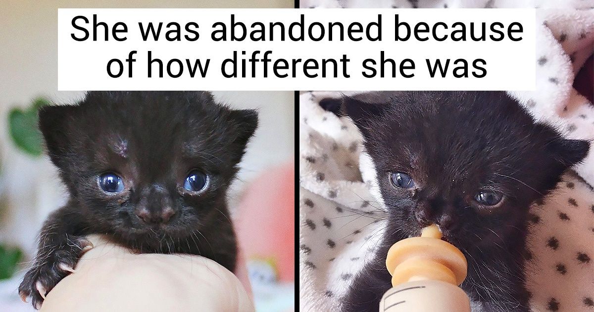Meet Aela, a Special Kitten That Was Abandoned by Her Mom, but Who Enchanted Us From Our First Glance