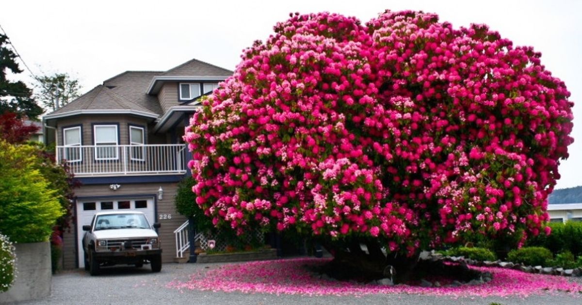 The 10 Most Beautiful Trees in the World The 10 Most Beautiful Trees in the World