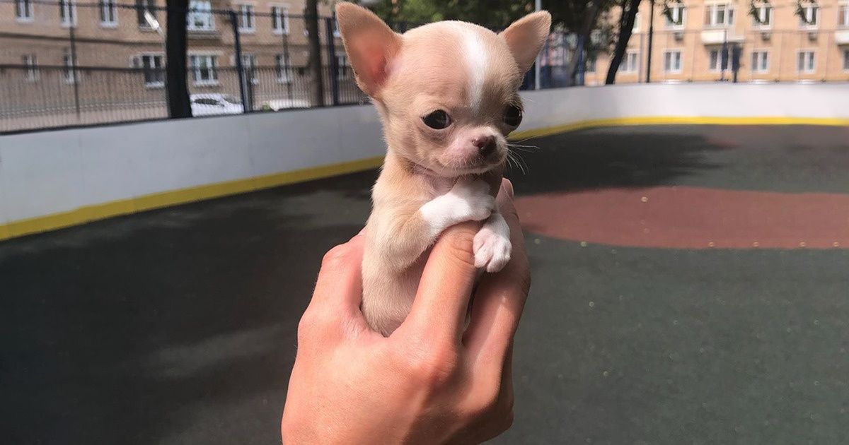 small dog puppy rescue