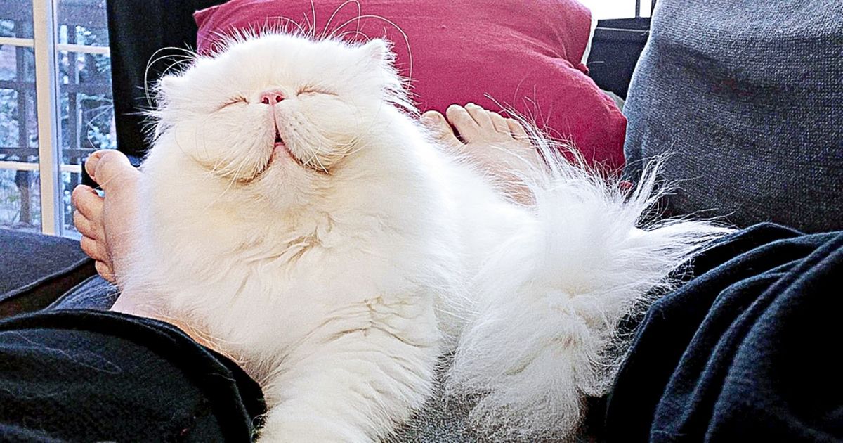 Here’s why you should feel special if your cat adores snuggling on you