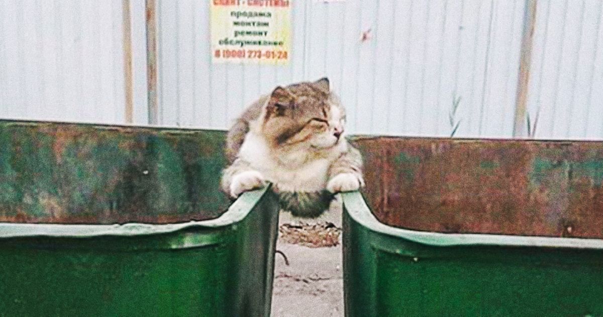 15+ cats that couldn’t care less about public opinion