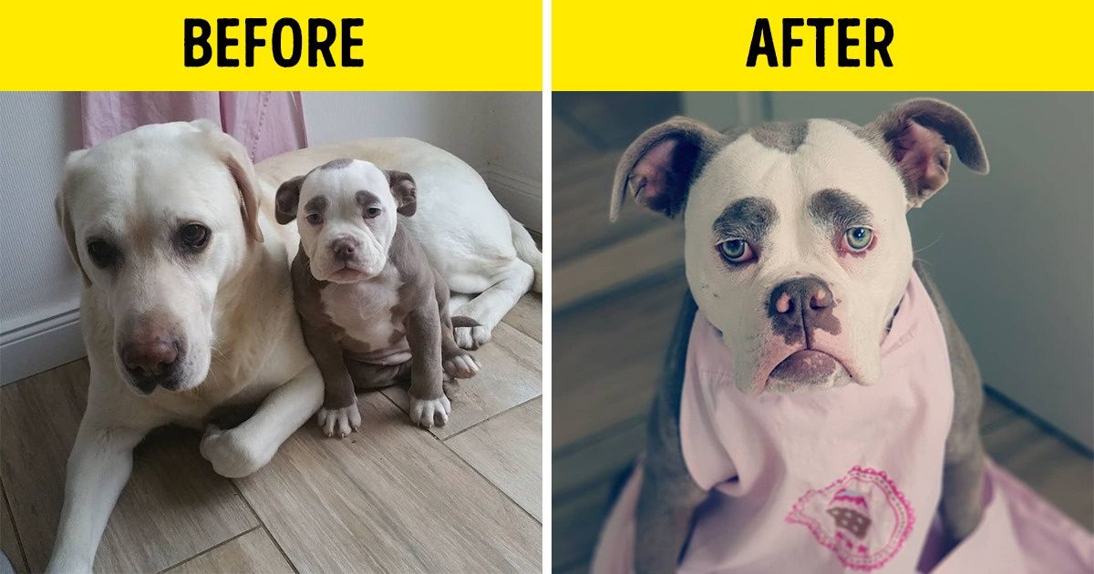 15 Photos of Dog Grooming That Are So Cute They’ll Make You Wish You Had a Dog