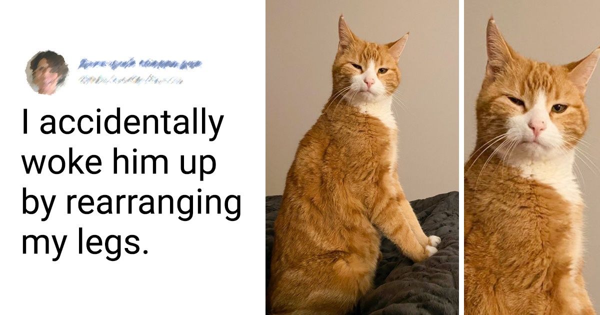 Look How 17 Naughty Cats Show Their Humans Who’s the Boss in the House