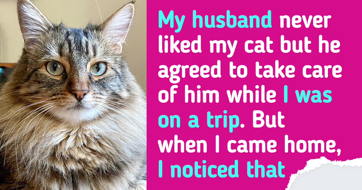 My Husband Gave Away My Cat, and I’m Considering Divorce My Husband Gave Away My Cat, and I’m Considering Divorce