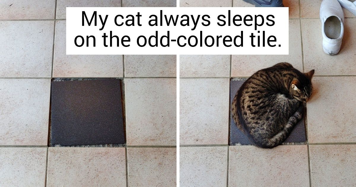 17 Photos Proving That the World Belongs to Cats