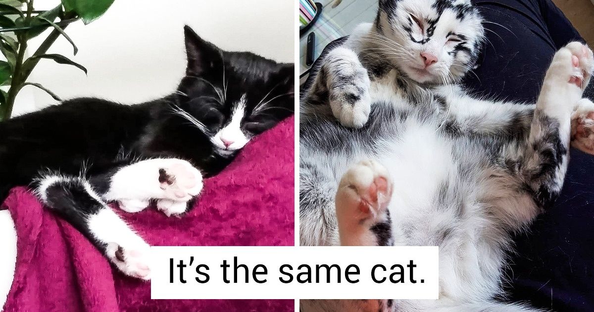 A Cat With a Rare Fur Condition Goes From Black to White in Just a Year A Cat With a Rare Fur Condition Goes From Black to White in Just a Year