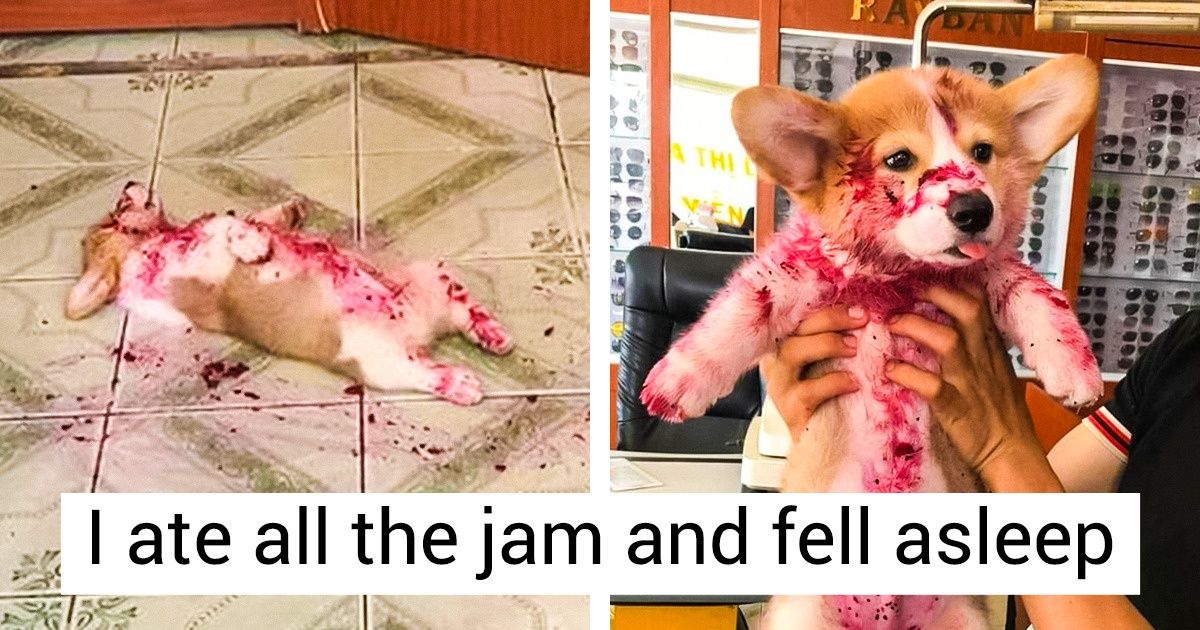 20 Animals Who Shamelessly Committed Their Messy Crimes, and Look Like They Have No Regret 20 Animals Who Shamelessly Committed Their Messy Crimes, and Look Like They Have No Regret