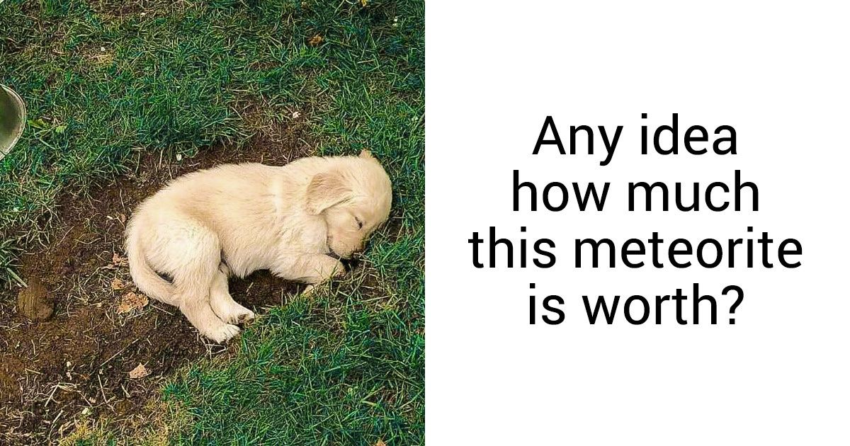 13 Photos Proving Happiness Can Be Measured in Dogs