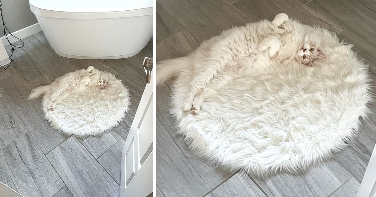 15+ Animals Who Blend in With the Surroundings Like It’s Their Job 15+ Animals Who Blend in With the Surroundings Like It’s Their Job