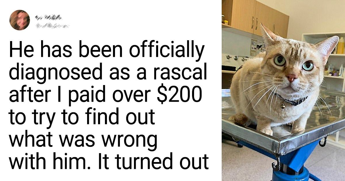 20 Photos Proving That Our Cats Aren’t Always the Sweet Kitties They Pretend to Be 20 Photos Proving That Our Cats Aren’t Always the Sweet Kitties They Pretend to Be