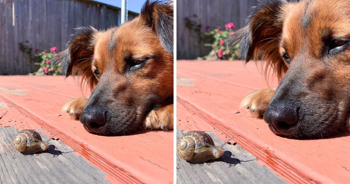 15+ Animals Who Are Ready to Extend the Paw of Friendship to Anyone