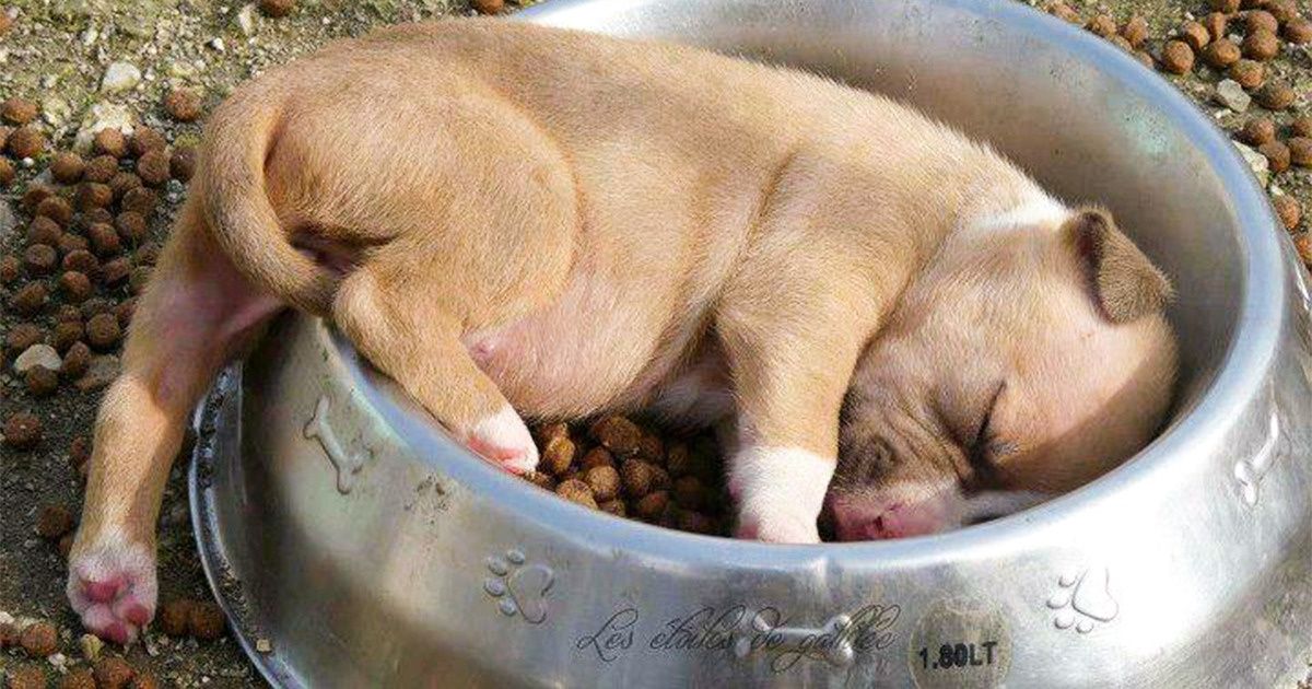 20 Sleeping Animals That Fill Us With Positive Vibes