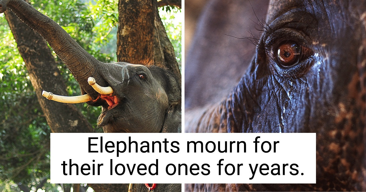 11 Facts That Prove Animals Can Be Even More Humane Than We Are 11 Facts That Prove Animals Can Be Even More Humane Than We Are